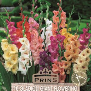 Large Flowering Gladioli Bulbs WPC Prins Pack x10 Mixed Colours