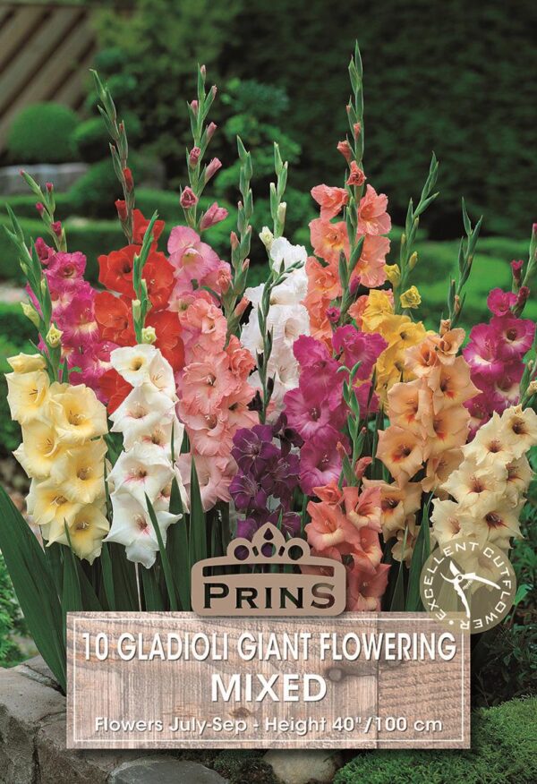Large Flowering Gladioli Bulbs WPC Prins Pack x10 Mixed Colours