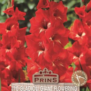 Gladioli Red 'Traderhorn' Top Quality WPC.Prins Pack x10 Bulb/Tubers