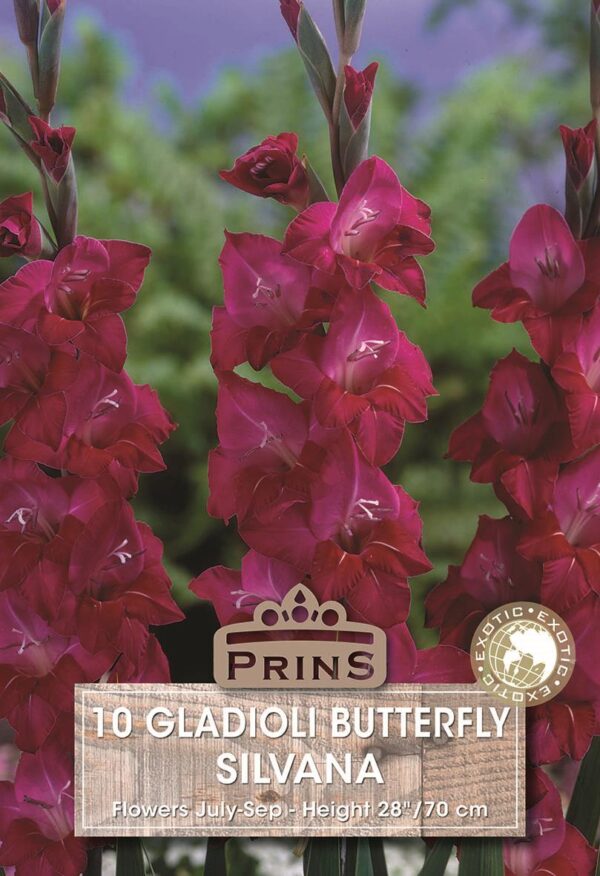 Butterfly Gladioli Bulbs 'Silvana' WPC Prins Bulbs/Tubers Pack x10