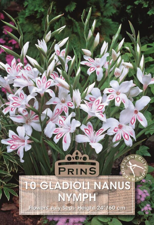 Gladiolus Nanus Gladioli 'Nymph' Quality Summer Bulbs Pack x10 Dwarf