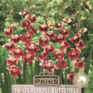Butterfly Gladioli Bulbs 'Belinda' WPC Prins Bulbs/Tubers Pack x10