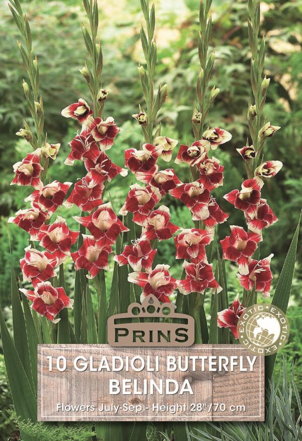 Butterfly Gladioli Bulbs 'Belinda' WPC Prins Bulbs/Tubers Pack x10