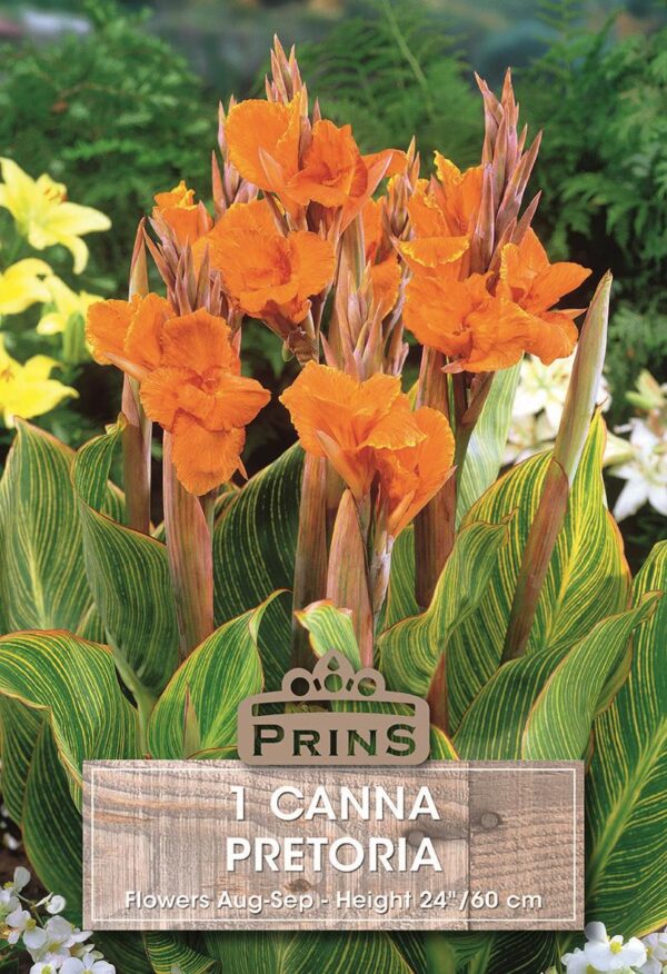 Bulb/Tuber Canna Lily 'Pretoria' (Bengal Tiger) Canna W.C.Prins Summer Flowering