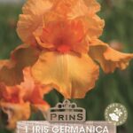 German Iris Germanica 'China Dragon' (Bearded Iris) Rhizome WPC Prins Pack x1