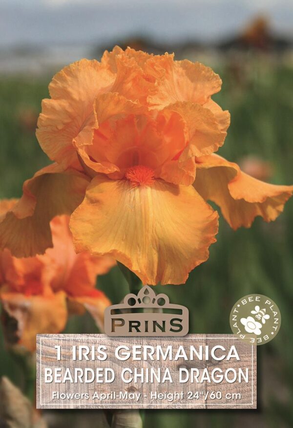 German Iris Germanica 'China Dragon' (Bearded Iris) Rhizome WPC Prins Pack x1