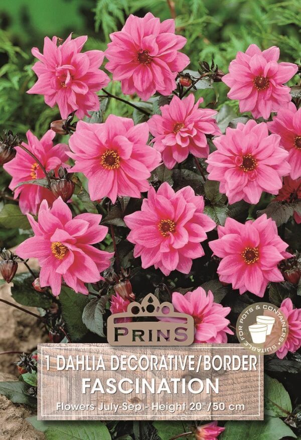 Dahlia Dwarf Peony 'Fascination' Quality WPC Prins Bulbs & Tubers