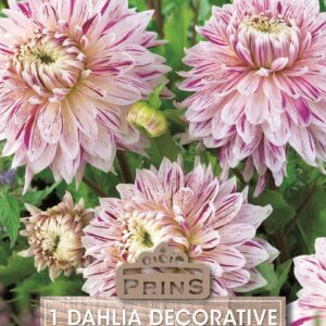 Dahlia Dinnerplate Bulb/Tuber 'Avignon'  WPC Prins Summer Bulb/Tuber x1