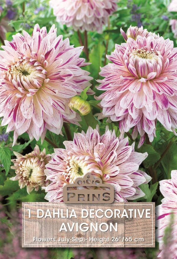 Dahlia Dinnerplate Bulb/Tuber 'Avignon'  WPC Prins Summer Bulb/Tuber x1