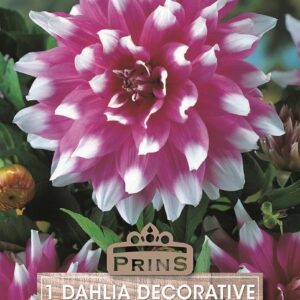 Dahlia Bulb/Tuber Decorative 'Jean Marie' Quality W.C.Prins Summer Bulbs