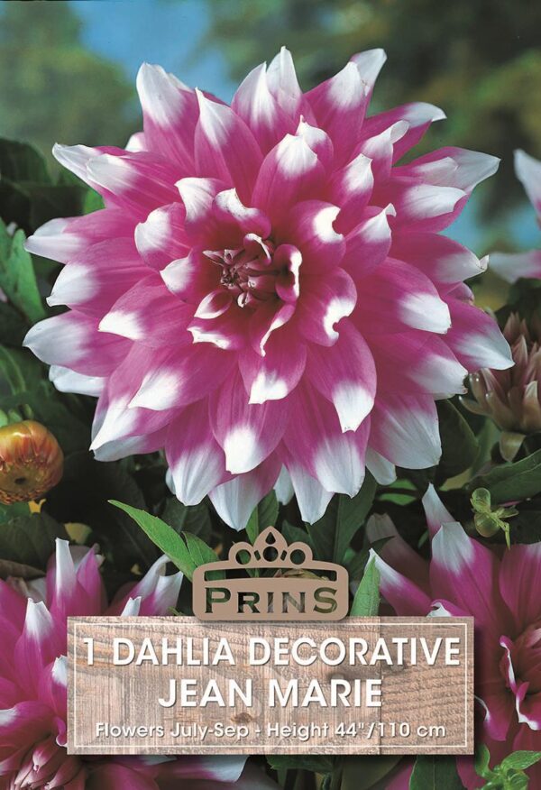 Dahlia Bulb/Tuber Decorative 'Jean Marie' Quality W.C.Prins Summer Bulbs
