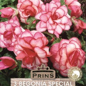 Begonia Special 'Bouton De Rose' WPC Prins Bulbs/Tubers Pack x3