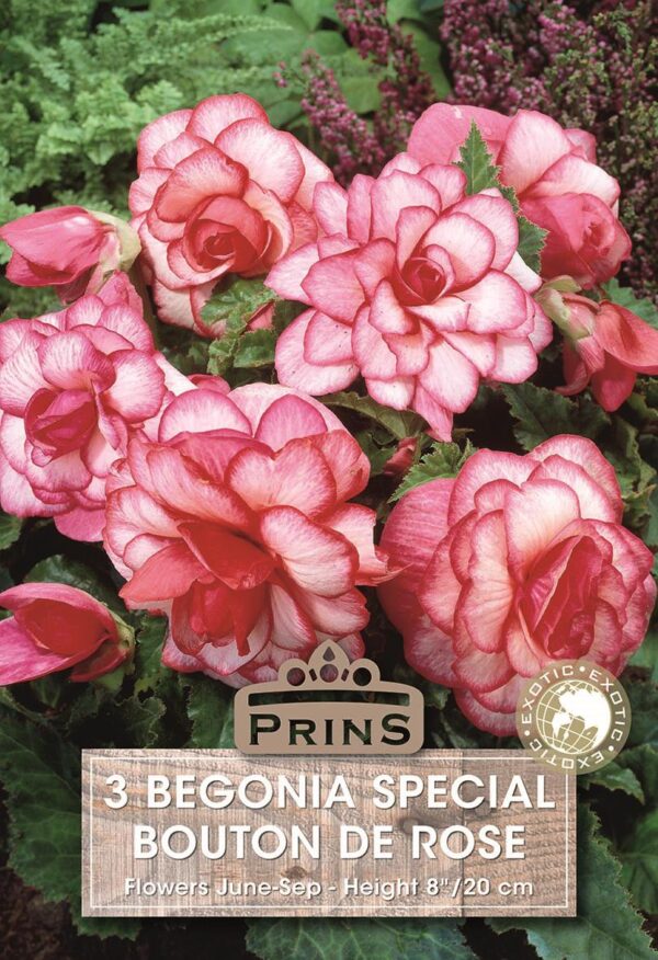 Begonia Special 'Bouton De Rose' WPC Prins Bulbs/Tubers Pack x3
