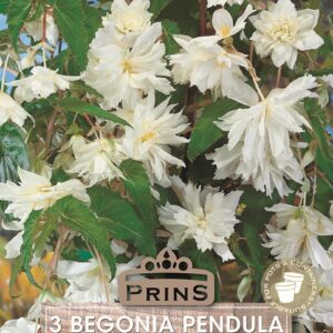 Begonia Pendula White Flowering WPC Prins Pack x3 Bulbs/Tubers