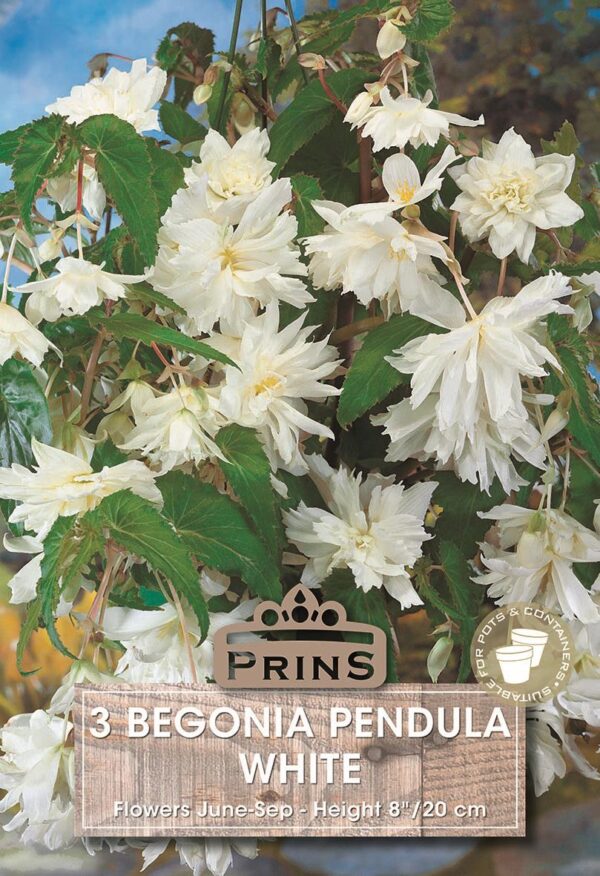 Begonia Pendula White Flowering WPC Prins Pack x3 Bulbs/Tubers