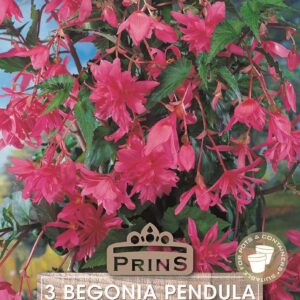Begonia Pink Pendula WPC Prins Bulbs & Tubers Pack x3