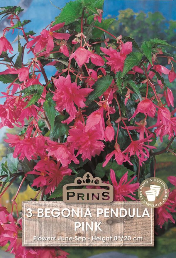 Begonia Pink Pendula WPC Prins Bulbs & Tubers Pack x3