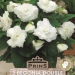 Begonia White Double Top Quality WPC.Prins Pack x3 Bulbs/Tubers