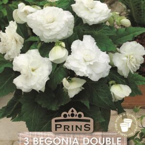 Begonia White Double Top Quality WPC.Prins Pack x3 Bulbs/Tubers