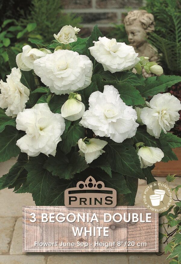 Begonia White Double Top Quality WPC.Prins Pack x3 Bulbs/Tubers