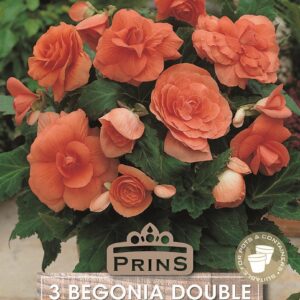 Begonia Double Orange Pack 3 Bulbs Quality Bulbs & Tubers