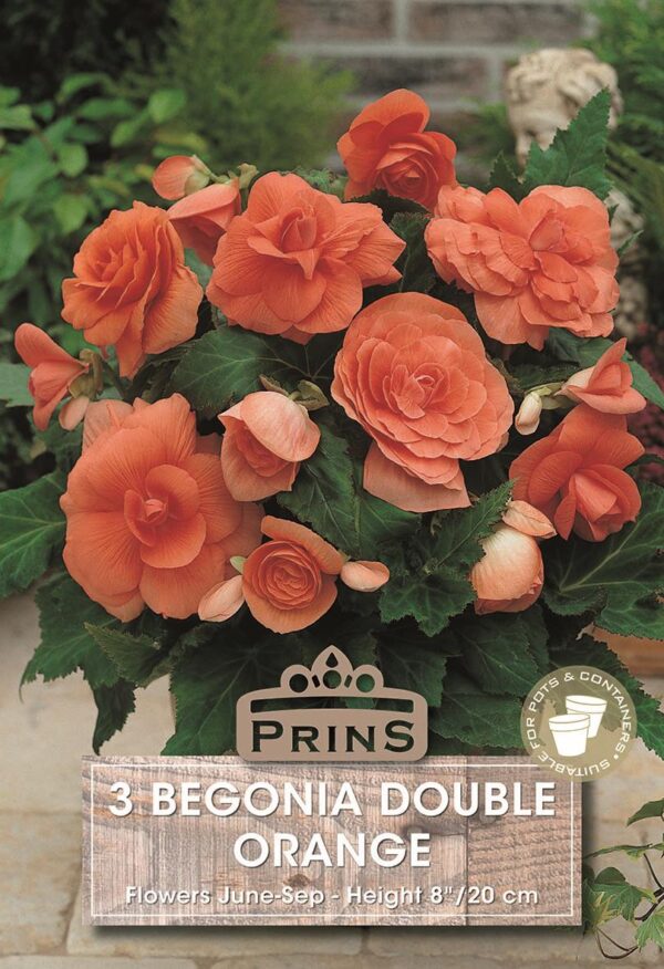 Begonia Double Orange Pack 3 Bulbs Quality Bulbs & Tubers