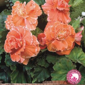 Begonia 'Picotee Lace Apricot' WPC Prins Quality Bulbs/Tubers Pack x3