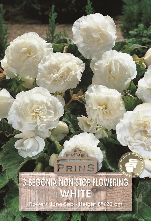 Begonia 'Non Stop White' WPC Prins Quality Bulbs/Tubers Pack x3