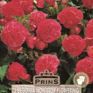Begonia 'Non Stop Red' WPC Prins Quality Bulbs/Tubers Pack x3