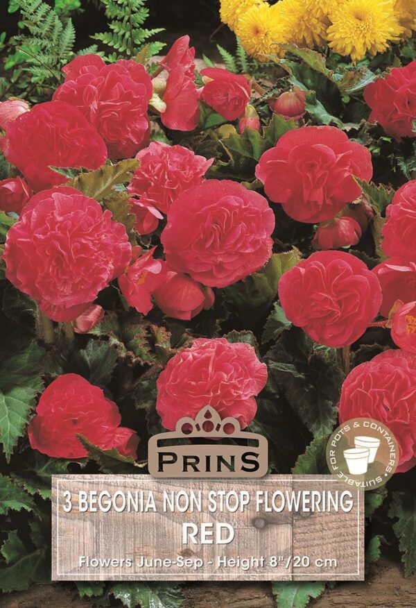 Begonia 'Non Stop Red' WPC Prins Quality Bulbs/Tubers Pack x3