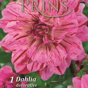 Dahlia Bulb/Tuber Dinner Plate Decorative 'Way of Life' WPC Prins Quality Bulbs