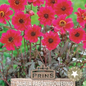 Dahlia Bronze Leaf 'Bishop of Canterbury' WPC Prins Bulb/Tuber Pack x1