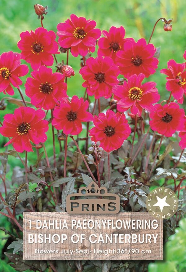 Dahlia Bronze Leaf 'Bishop of Canterbury' WPC Prins Bulb/Tuber Pack x1