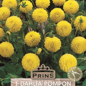 Dahlia Pom-Pom 'Golden Sceptre' WPC Prins Quality Bulb/Tuber Pack x1