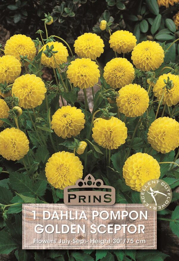 Dahlia Pom-Pom 'Golden Sceptre' WPC Prins Quality Bulb/Tuber Pack x1