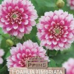 Dahlia Bulb/Tuber Decorative 'Fuzzy Wuzzy' WPCPrins Summer Bulbs