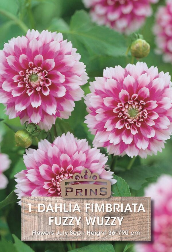 Dahlia Bulb/Tuber Decorative 'Fuzzy Wuzzy' WPCPrins Summer Bulbs