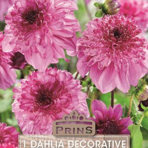 Dahlia Bulb/Tuber Decorative 'Richard's Fortune' Quality Summer Bulbs