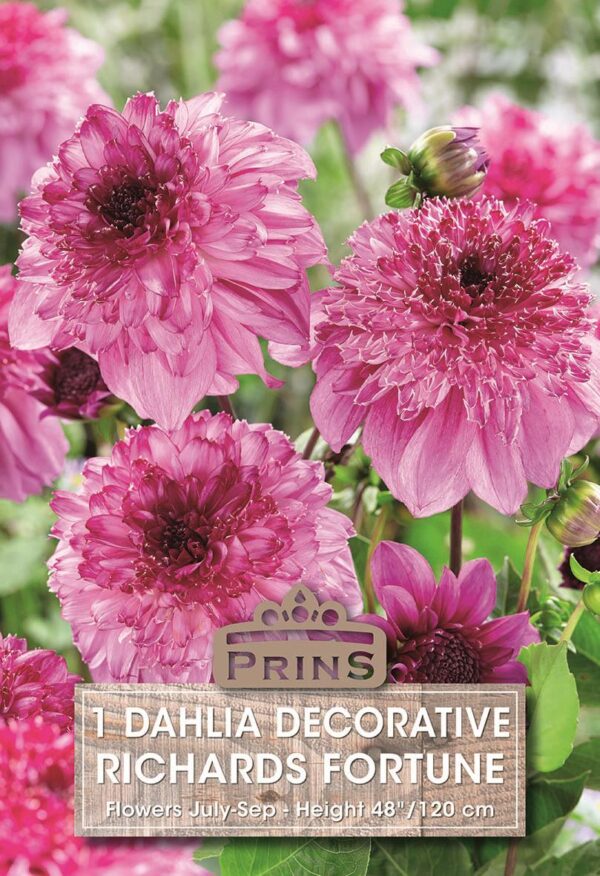 Dahlia Bulb/Tuber Decorative 'Richard's Fortune' Quality Summer Bulbs