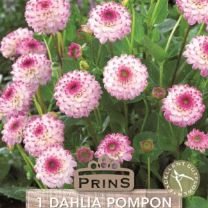 Dahlia Pom-Pom 'Pink Isa' WPC Prins Quality Bulb/Tuber