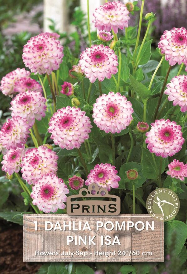 Dahlia Pom-Pom 'Pink Isa' WPC Prins Quality Bulb/Tuber