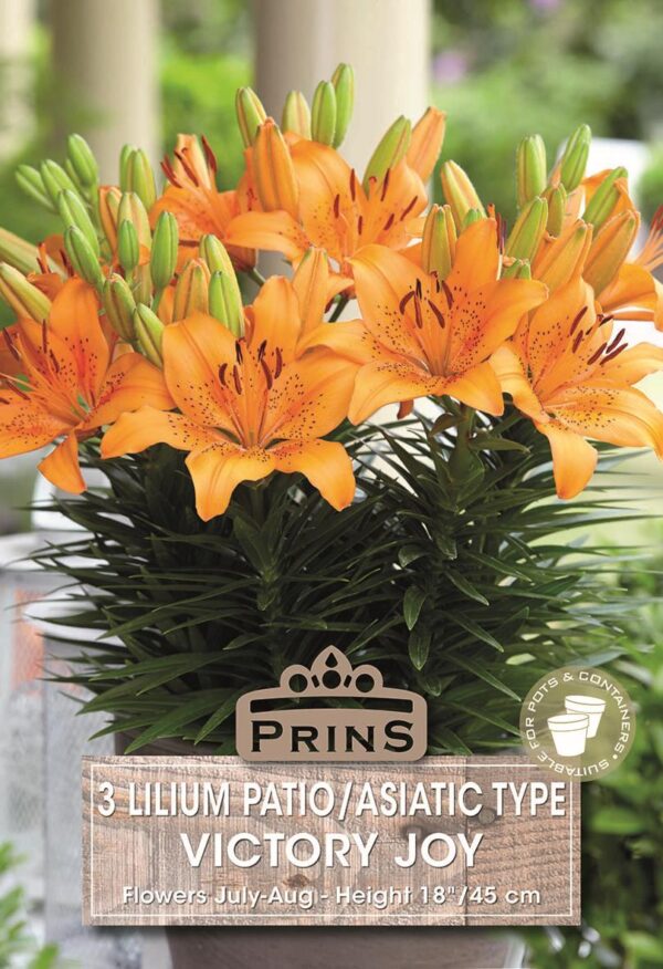 Lillium Lily Dwarf 'Victory Joy' WPC Prins Pack x3 Bulbs