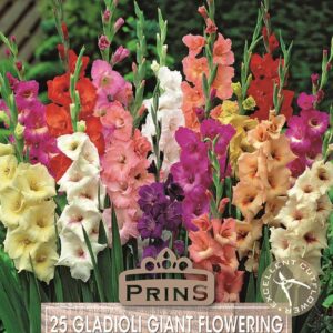 Large Flowering Gladioli Bulbs 'Mixed' WPC Prins Value Pack x 25