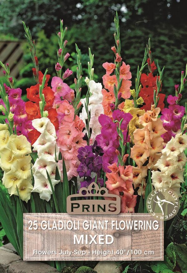 Large Flowering Gladioli Bulbs 'Mixed' WPC Prins Value Pack x 25