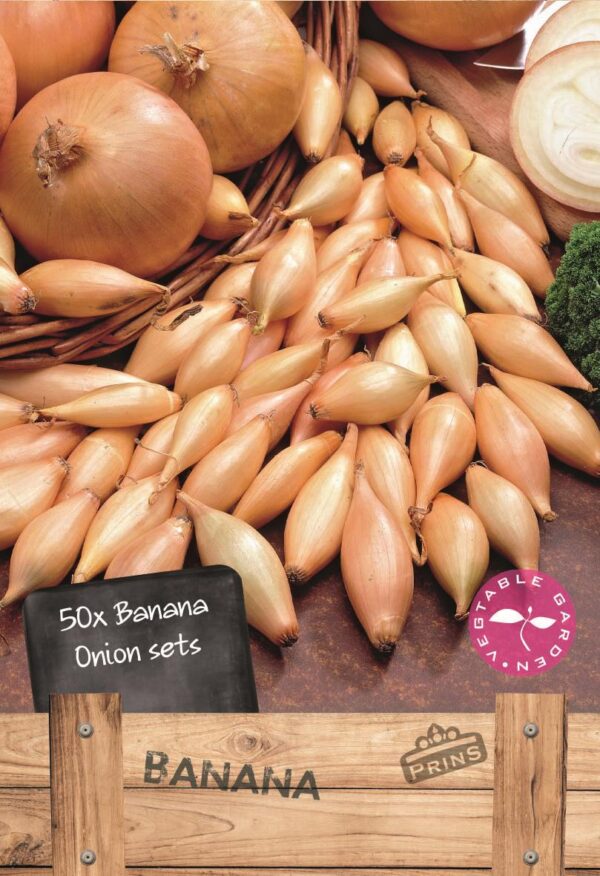 Banana Shallot Onion Sets WPC Prins Pack x50 Bulbs