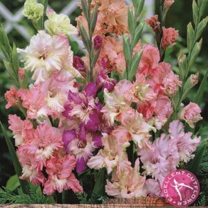 Large Gladioli 'Frizzle Mixed' Summer Flowering Bulbs WPC Prins Pack x10