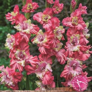 Large Gladioli 'Broken Heart Frizzle' Summer Flowering Bulbs WPC Prins Pack x10