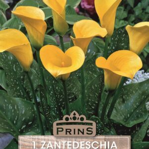 Zantedeschia Calla Lily 'Yellow' WPC Prins Quality Bulbs & Tubers