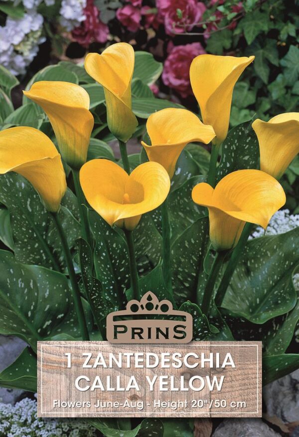 Zantedeschia Calla Lily 'Yellow' WPC Prins Quality Bulbs & Tubers