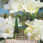 Freesia White WPC Prins Summer Garden Bulbs & Tubers Pack x20